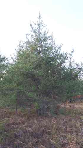 Jack pine(Pinus banksiana)