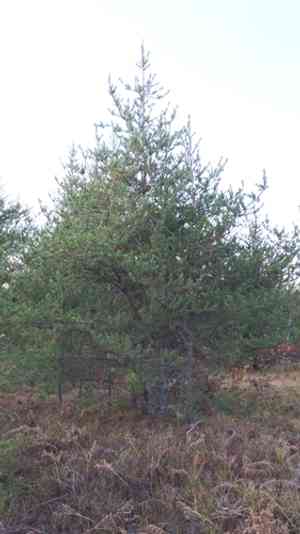 Jack pine(Pinus banksiana)