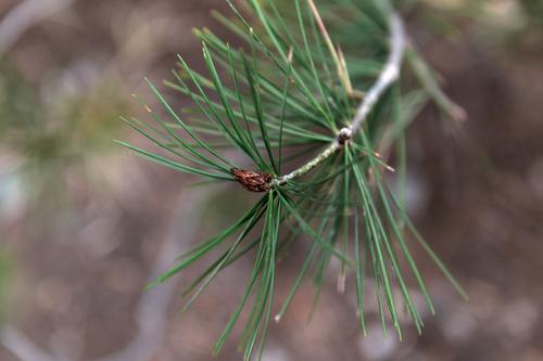 Bunge's pine