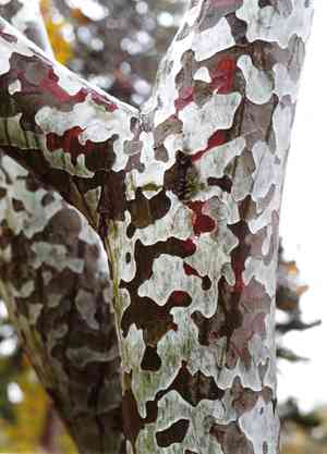 Bunge's pine(Pinus bungeana)