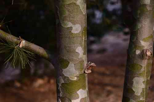 Bunge's pine(Pinus bungeana)
