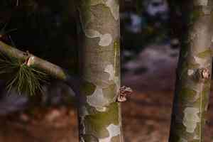 Bunge's pine(Pinus bungeana)