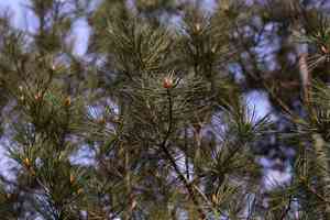 Bunge's pine(Pinus bungeana)
