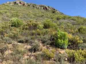 Canary islands pine(Pinus canariensis)