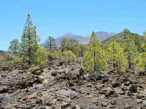 Canary islands pine(Pinus canariensis)