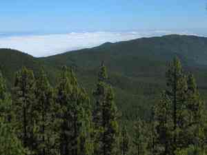 Canary islands pine(Pinus canariensis)