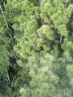 Caribbean pine(Pinus caribaea)