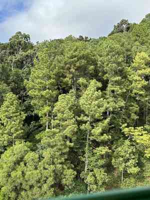 Caribbean pine(Pinus caribaea)