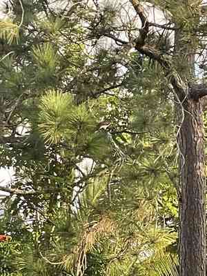 Caribbean pine(Pinus caribaea)
