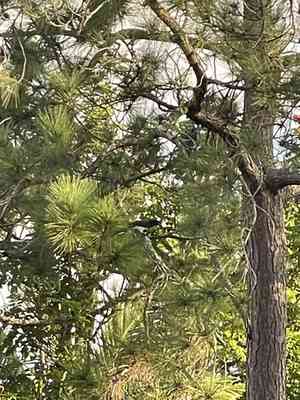 Caribbean pine(Pinus caribaea)