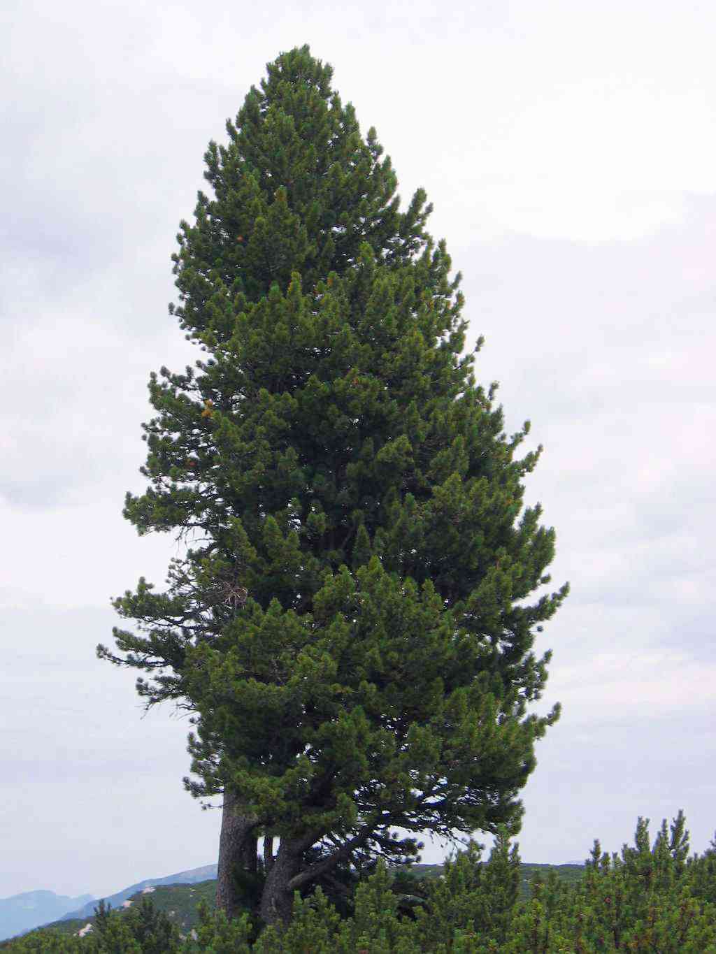 Swiss stone pine(Pinus cembra)