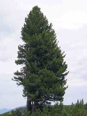 Swiss stone pine(Pinus cembra)