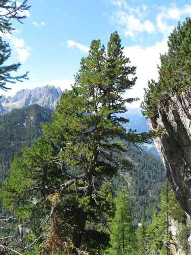 Swiss stone pine(Pinus cembra)