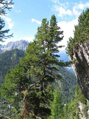 Swiss stone pine(Pinus cembra)