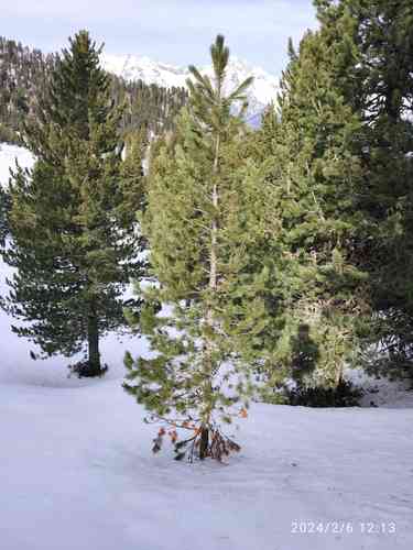 Swiss stone pine(Pinus cembra)