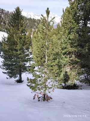 Swiss stone pine(Pinus cembra)