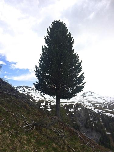 Swiss stone pine(Pinus cembra)