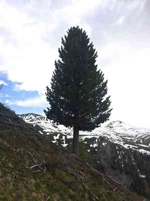 Swiss stone pine(Pinus cembra)