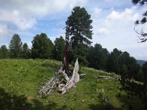 Swiss stone pine(Pinus cembra)