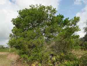 Sand pine(Pinus clausa)