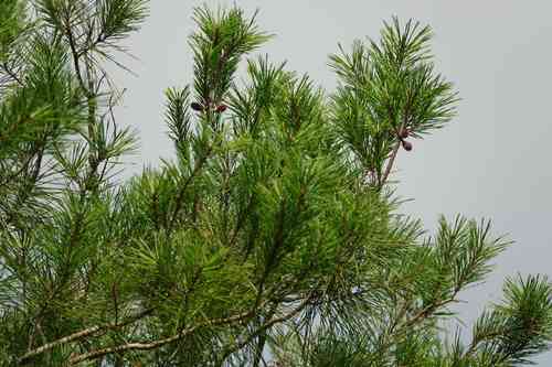Sand pine(Pinus clausa)