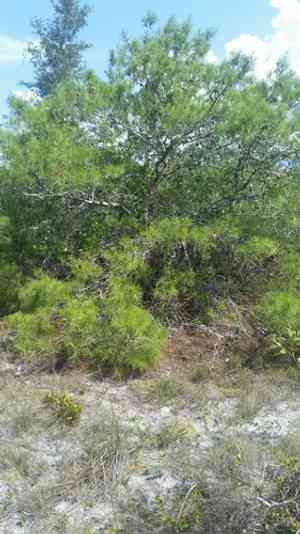 Sand pine(Pinus clausa)