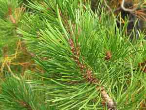 Lodgepole pine(Pinus contorta)