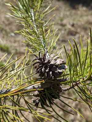 Lodgepole pine(Pinus contorta)