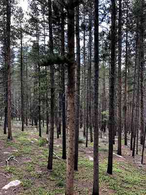Lodgepole pine(Pinus contorta)