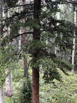 Lodgepole pine(Pinus contorta)