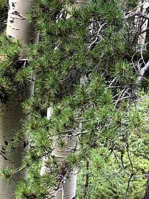 Lodgepole pine(Pinus contorta)