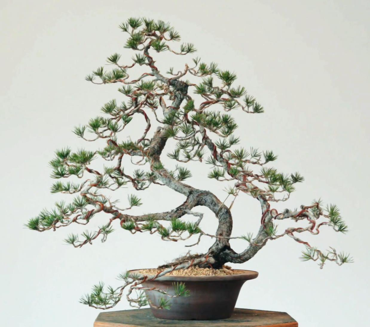 Lodgepole pine