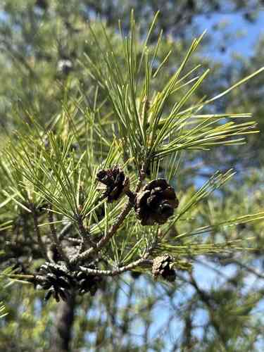 Japanese red pine(Pinus densiflora)