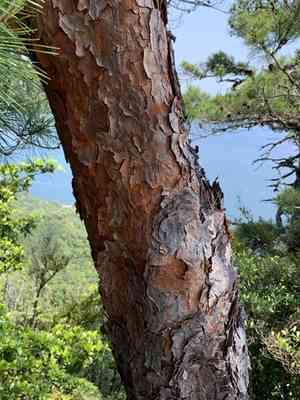 Japanese red pine(Pinus densiflora)