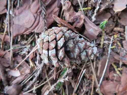 Japanese red pine(Pinus densiflora)