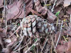 Japanese red pine(Pinus densiflora)