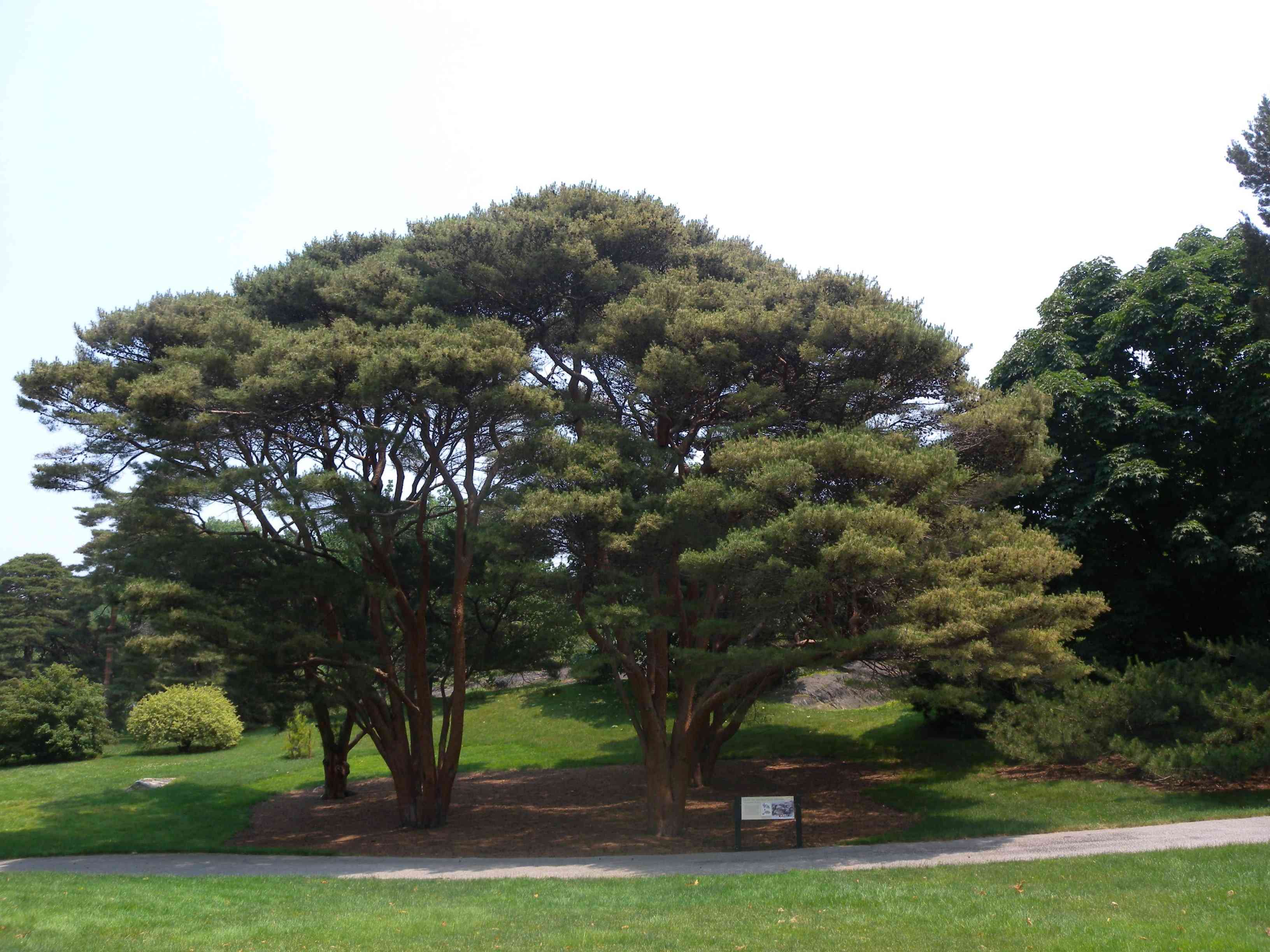 Japanese red pine(Pinus densiflora)