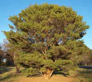 Japanese red pine(Pinus densiflora)