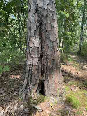 Shortleaf pine(Pinus echinata)