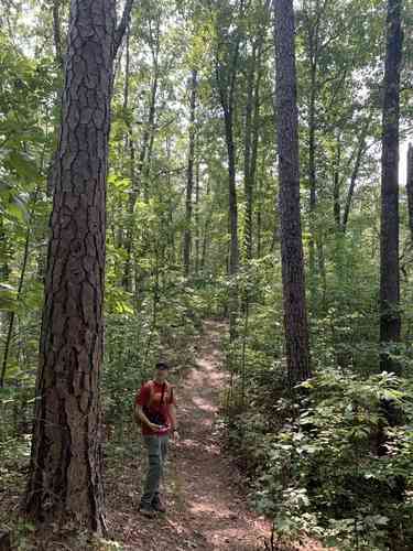 Shortleaf pine(Pinus echinata)