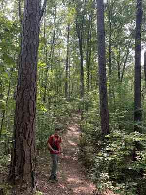 Shortleaf pine(Pinus echinata)