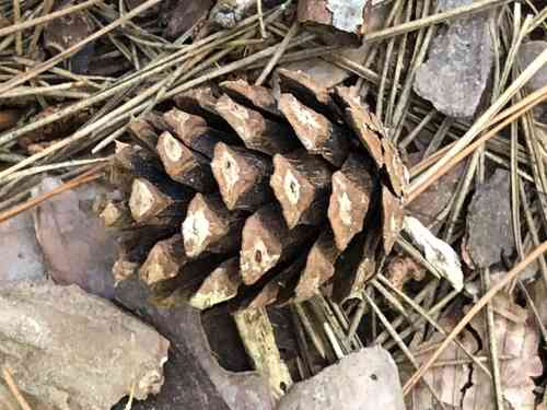 Shortleaf pine(Pinus echinata)