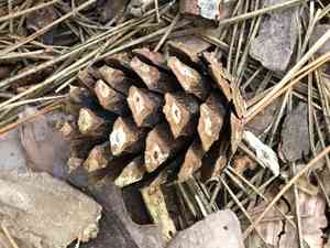 Shortleaf pine(Pinus echinata)