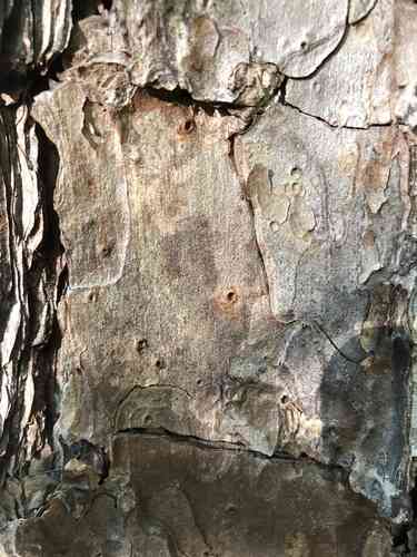 Shortleaf pine(Pinus echinata)