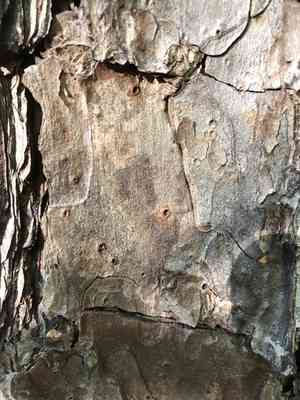 Shortleaf pine(Pinus echinata)