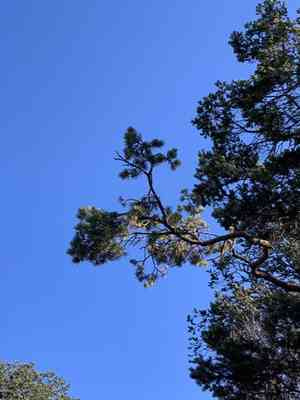 Pinyon pine(Pinus edulis)