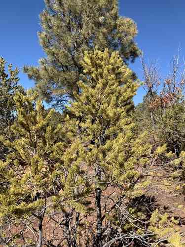 Pinyon pine(Pinus edulis)