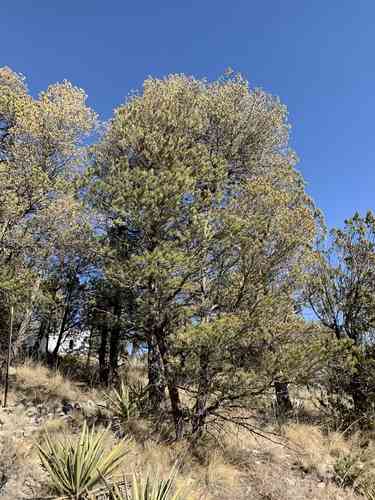 Pinyon pine(Pinus edulis)