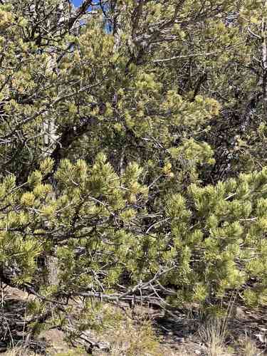 Pinyon pine(Pinus edulis)