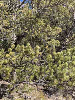 Pinyon pine(Pinus edulis)